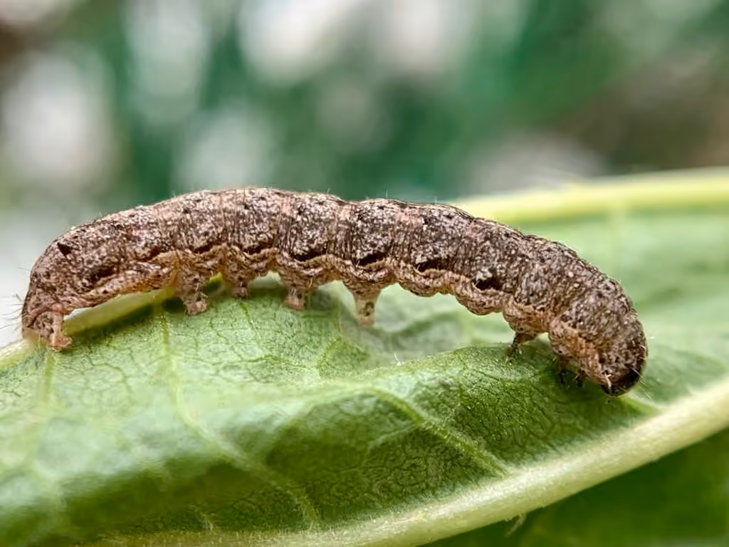 Soothsayer Dart, Caterpillar