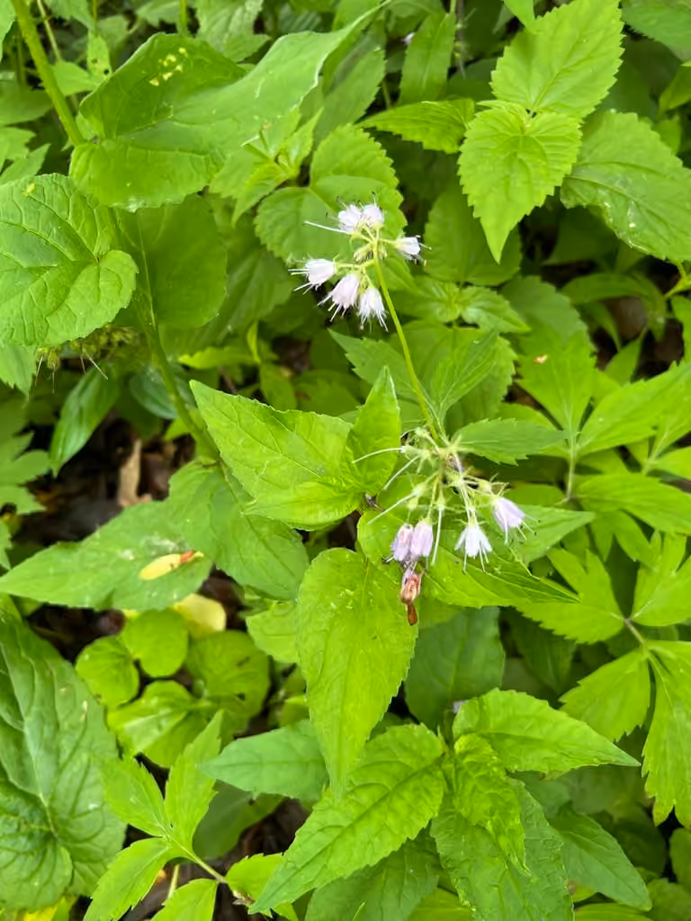 Virginia waterleaf, In fruit