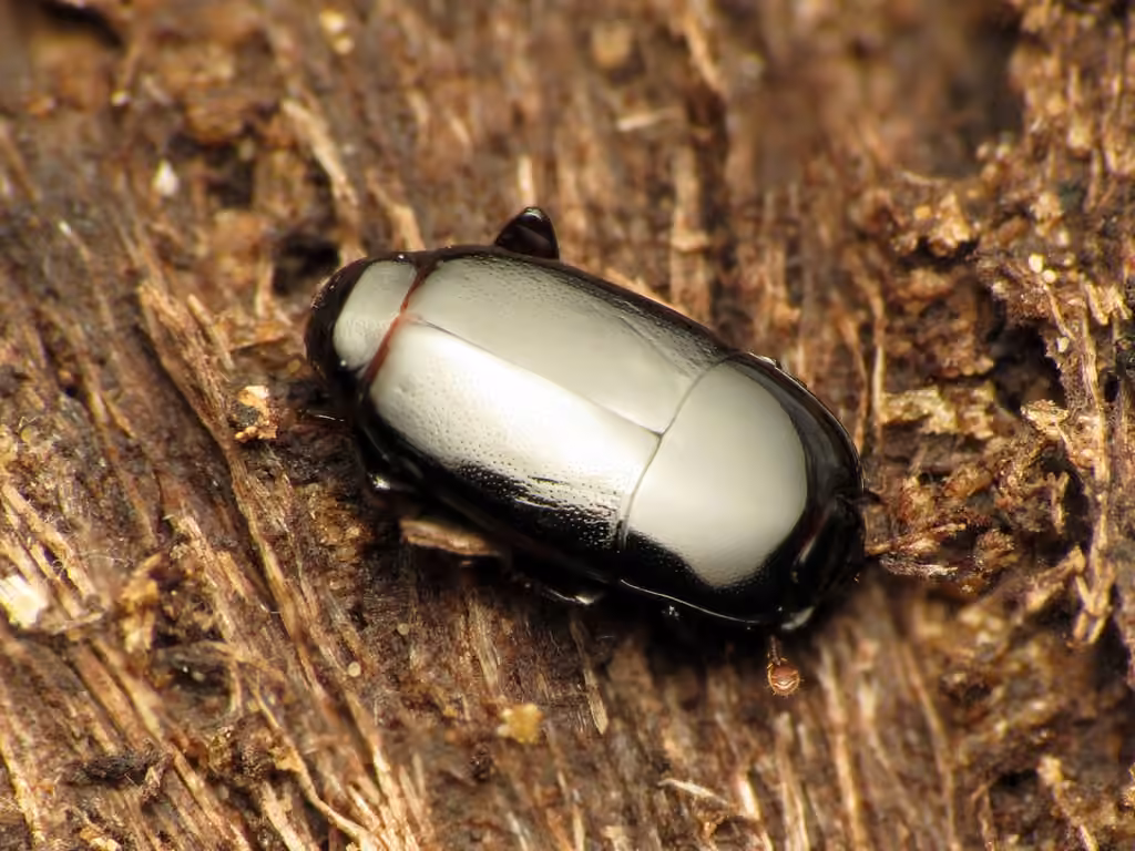 Flat clown beetle, photo 2 of 5