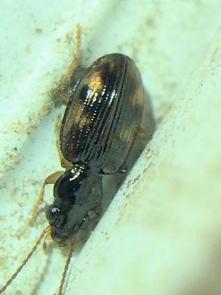 Kindred riverbank ground beetle, photo 3 of 5