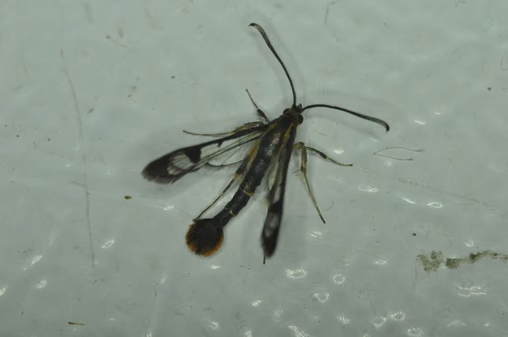 Maple Clearwing Moth, Mâle