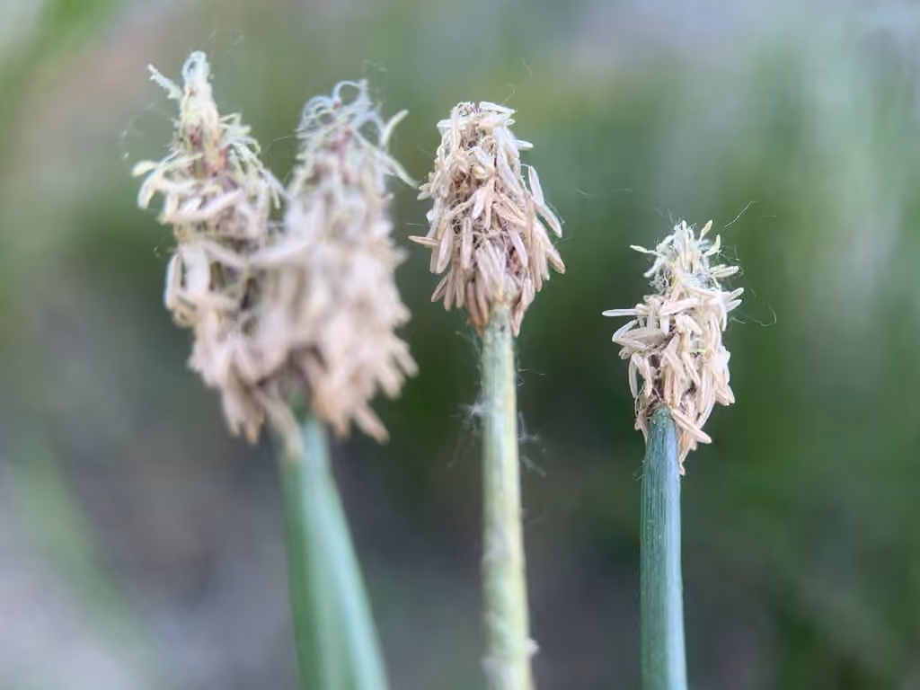 Éléocharide des marais, En fruits
