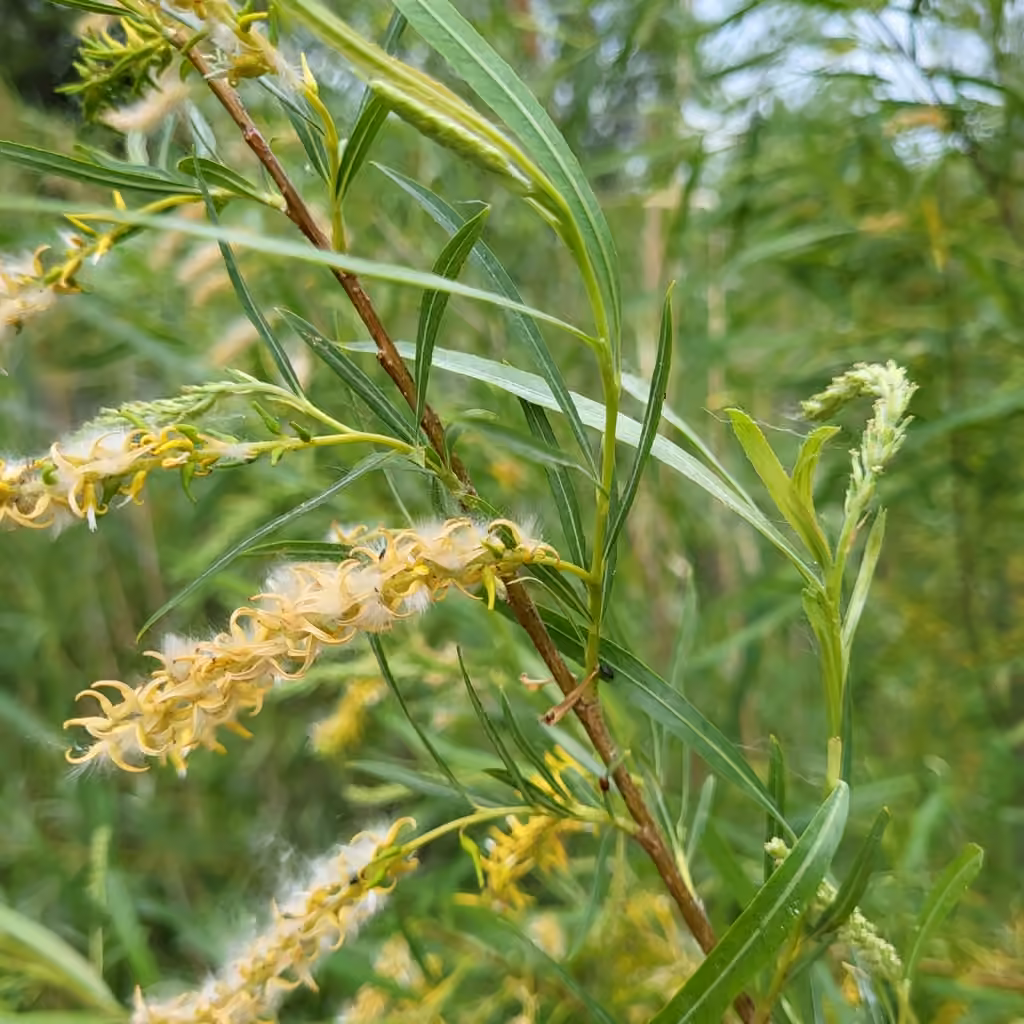 Sandbar willow, In fruit
