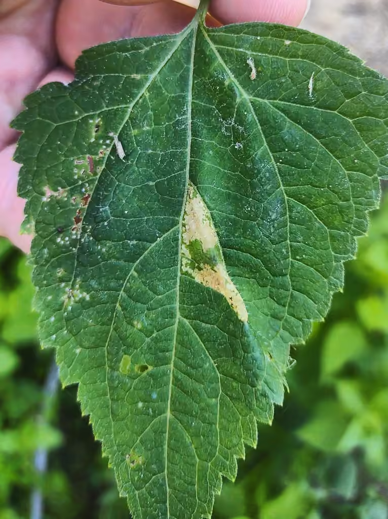 Leucospilapteryx venustella, Caterpillar