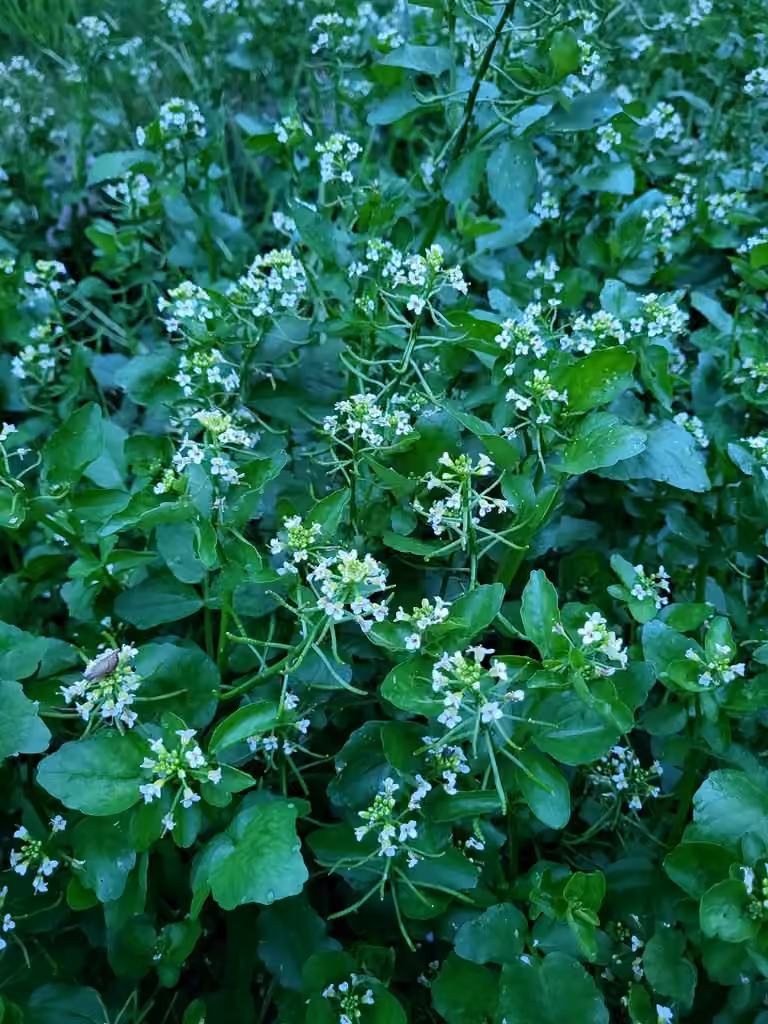 Onerow yellowcress, Flower buds