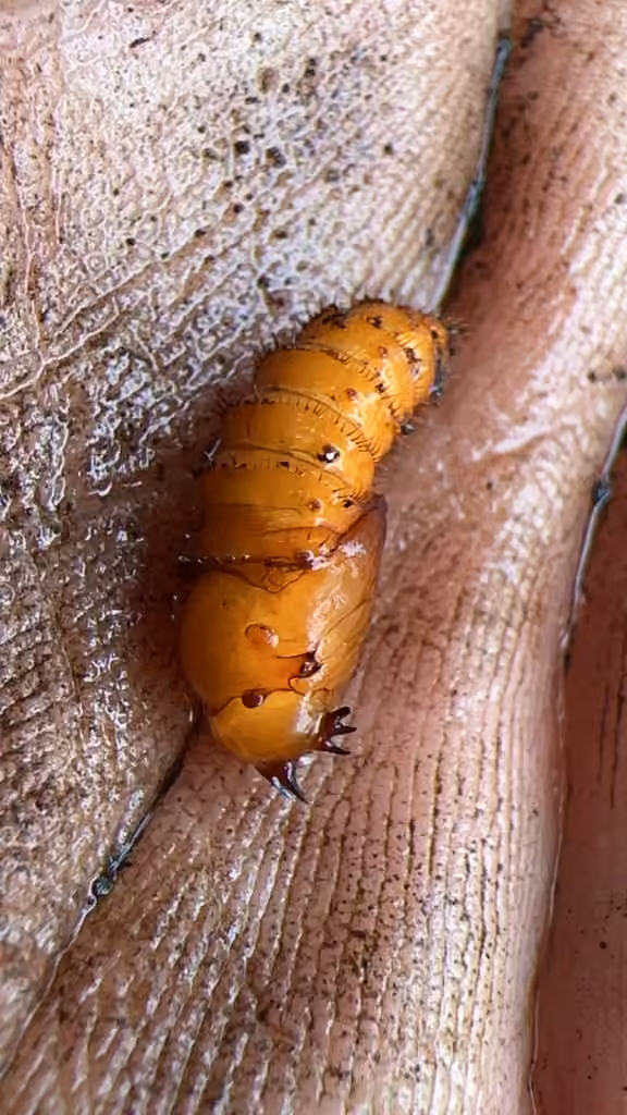 Northeastern Hammertail, Pupa