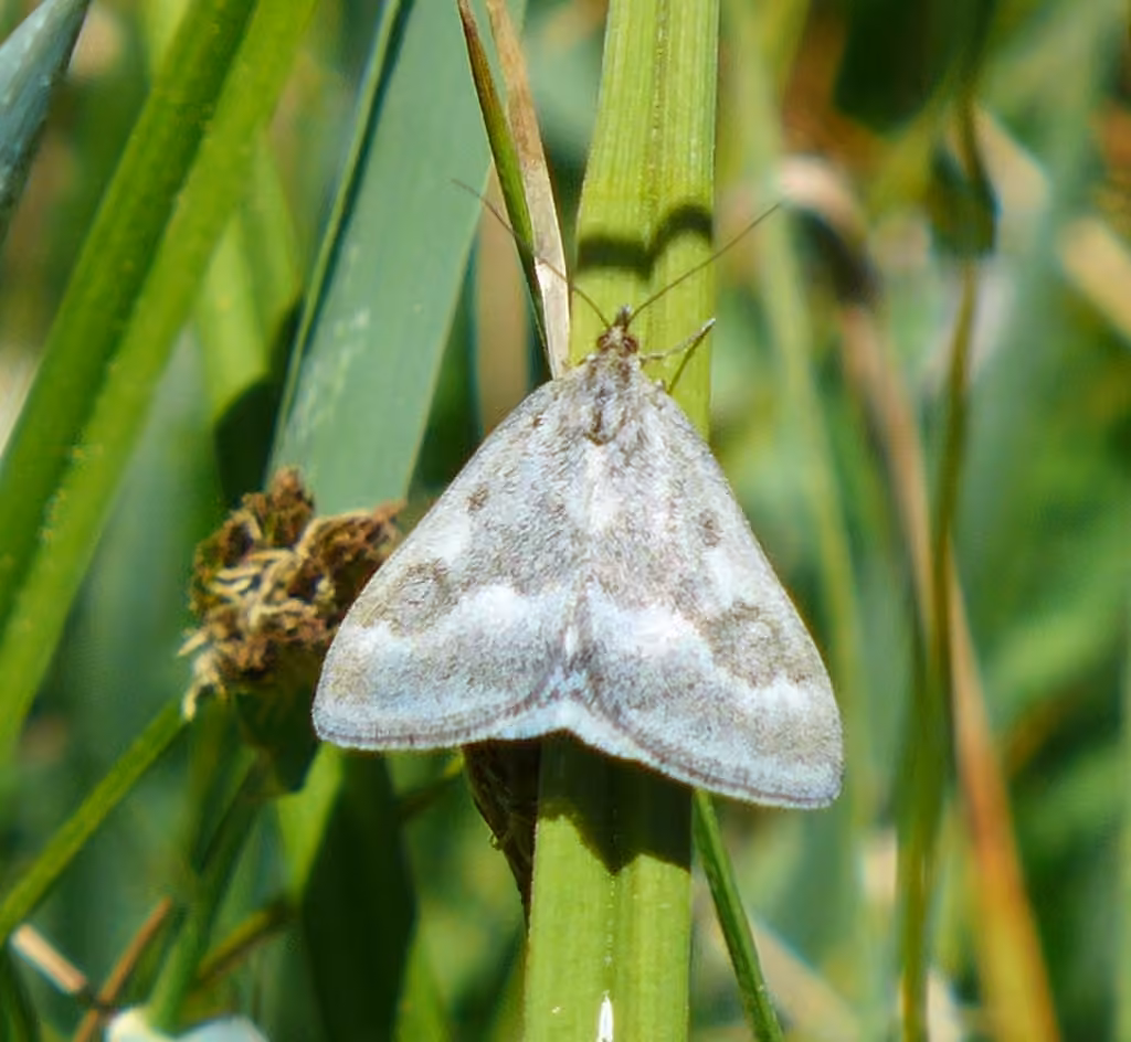 One-banded Pyrausta, photo 2 sur 5