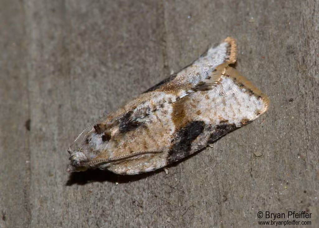 Gray-banded Leafroller Moth, Adult