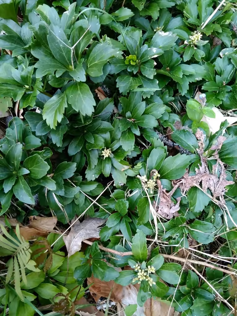 Pachysandre à épis terminaux, En fleurs
