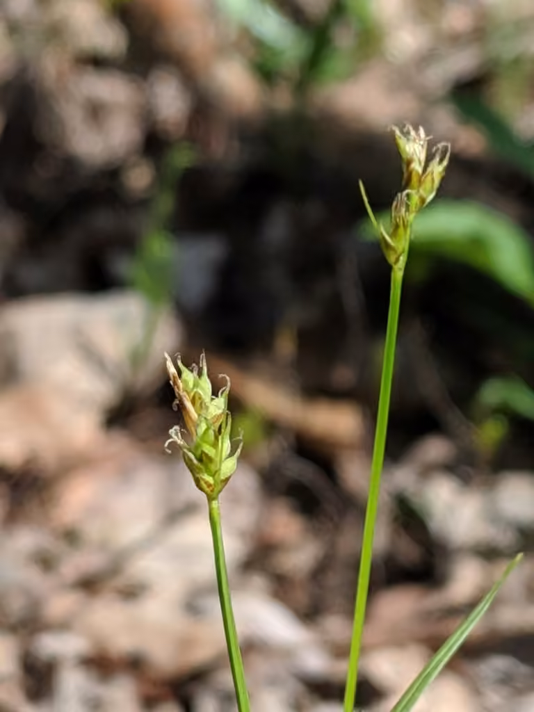 Carex de Peck, photo 1 sur 5