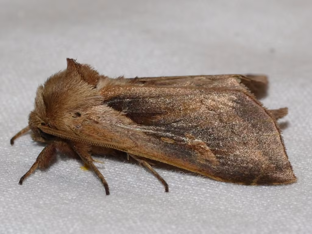 Pickerelweed Borer Moth, photo 2 sur 5
