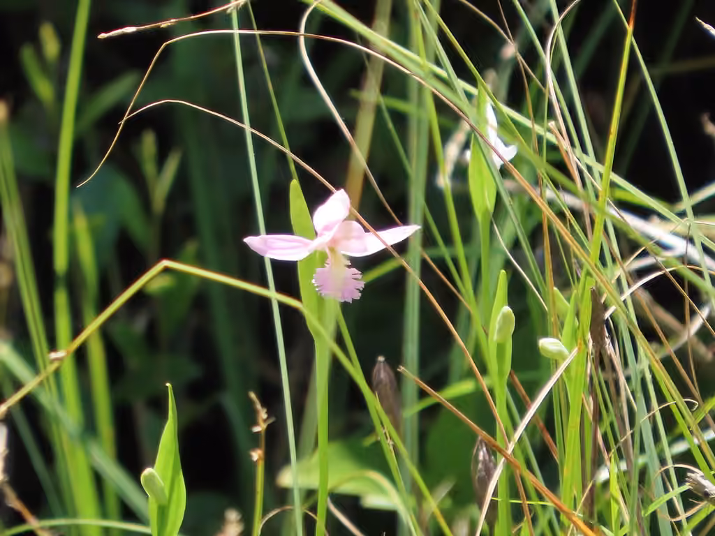 Snakemouth orchid, Flower buds