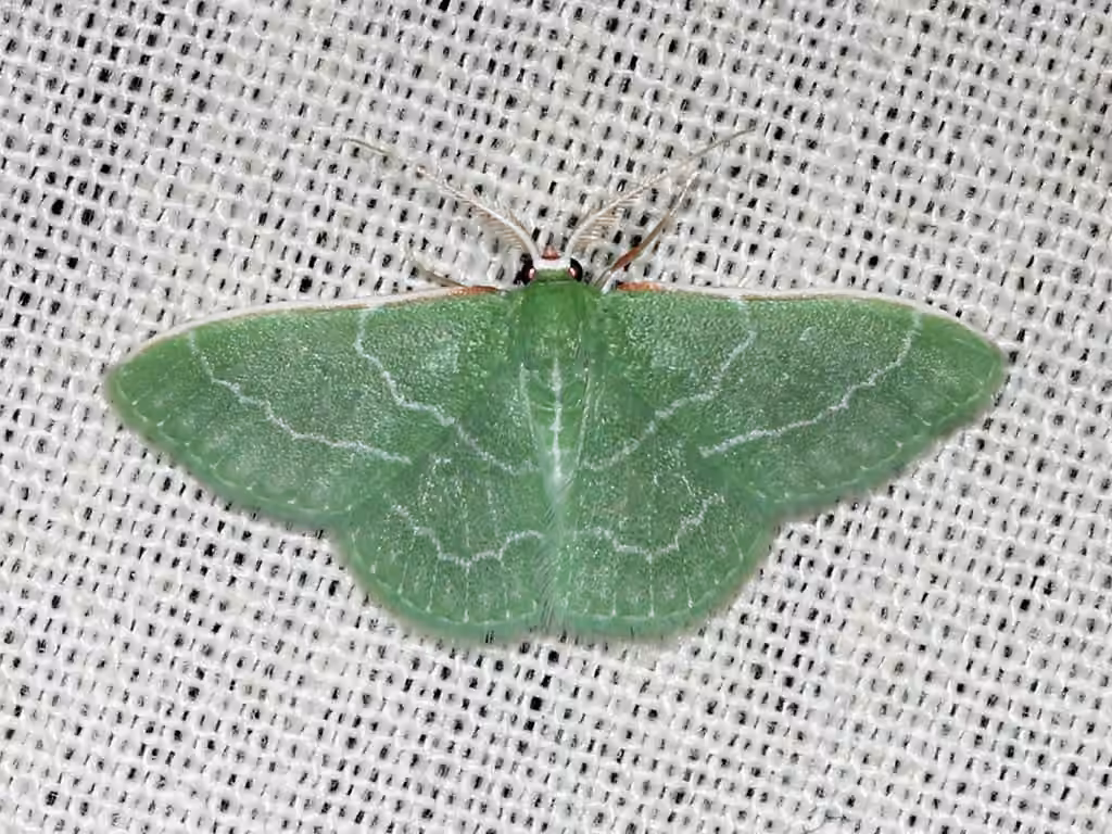 Wavy-lined Emerald, photo 1 of 5