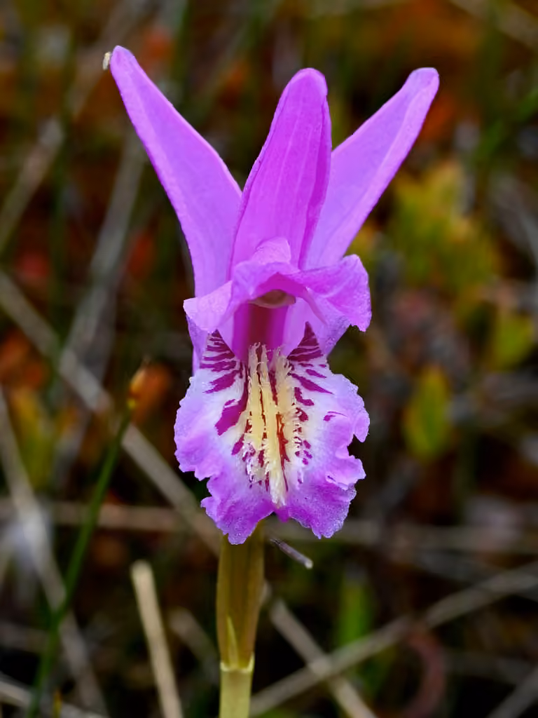 Swamp-pink, In flower
