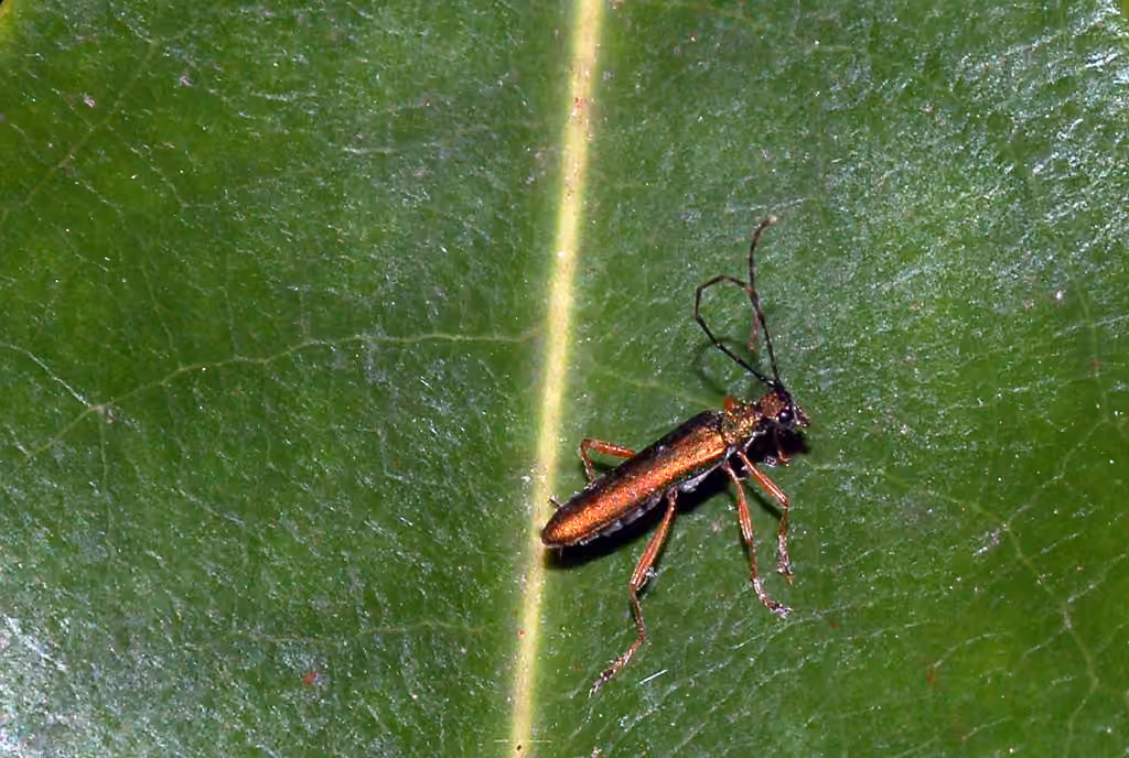 Longicorne céruléen, photo 2 of 5