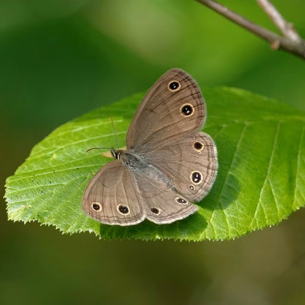 Petit satyre des bois, photo 1 sur 5