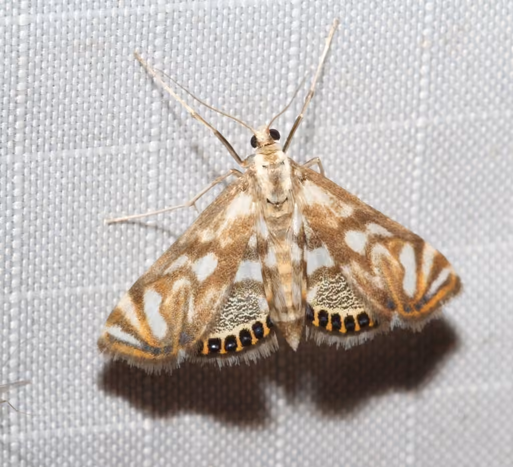 Scrollwork Pyralid Moth, Adult