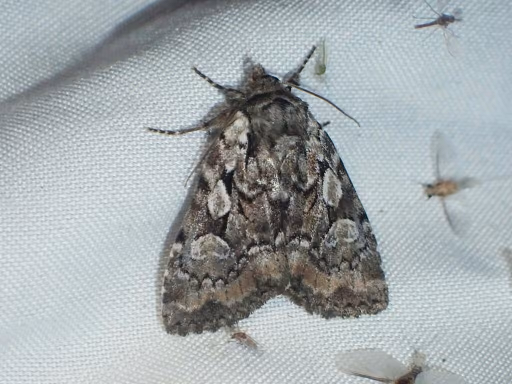Large-spotted Dart, Adulte