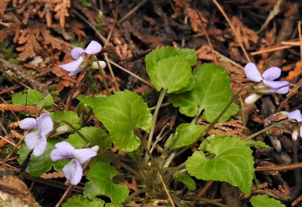 Violette de Selkirk, En fleurs