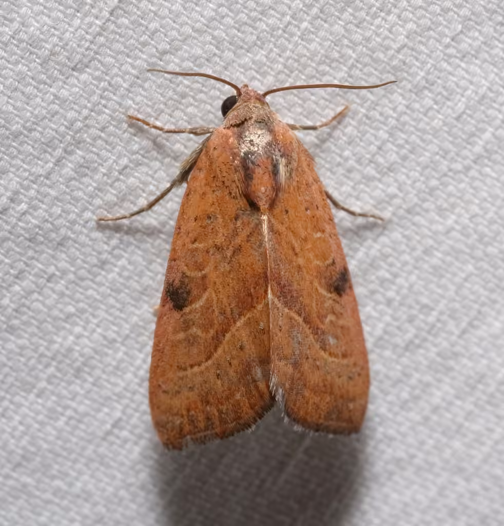 Wedgling Moth, Male