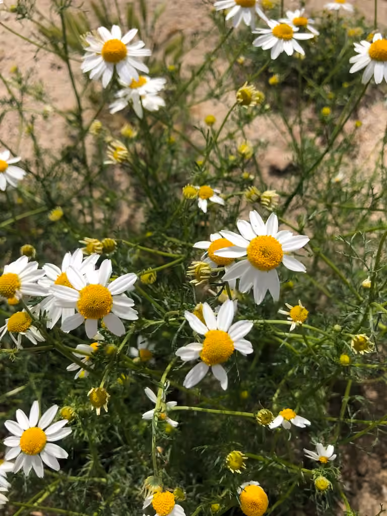 German chamomile, photo 1 of 5