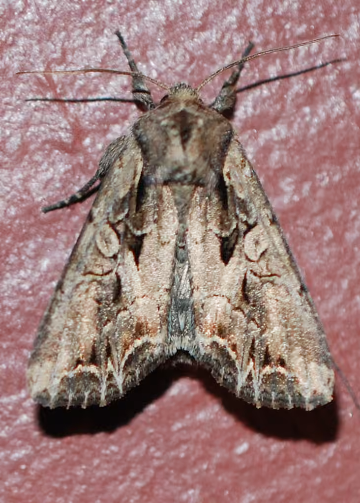 Atlantic Arches Moth, photo 3 sur 5