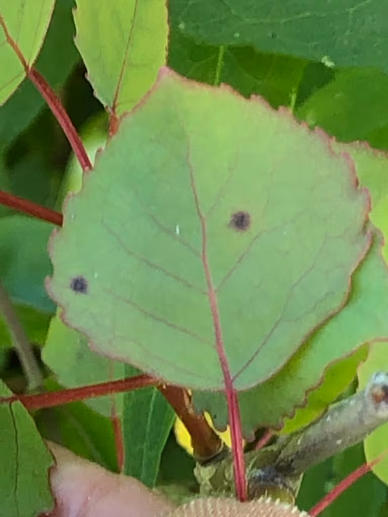 Sphaerulina populicola, photo 2 sur 3
