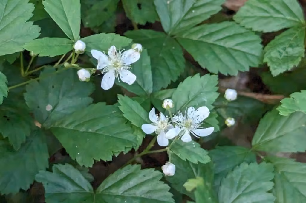 Bristly dewberry, Flower buds