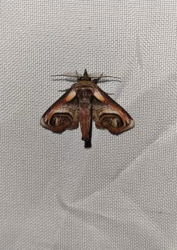 Eyed Paectes Moth, Adulte