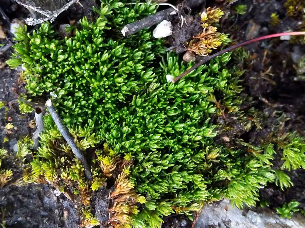 Hercynian Haircap, photo 3 of 5
