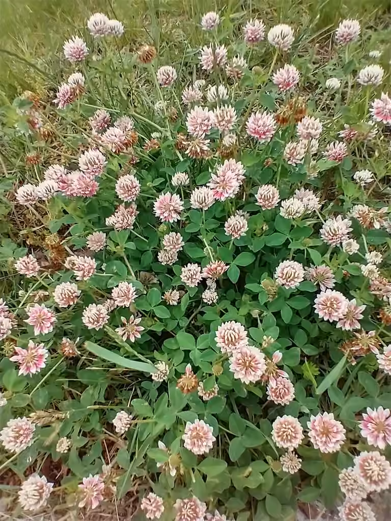 Alsike clover, In fruit