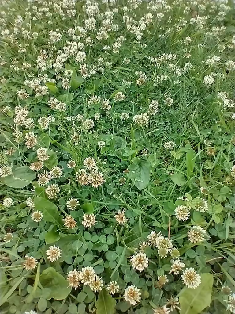 Trèfle blanc, En fleurs
