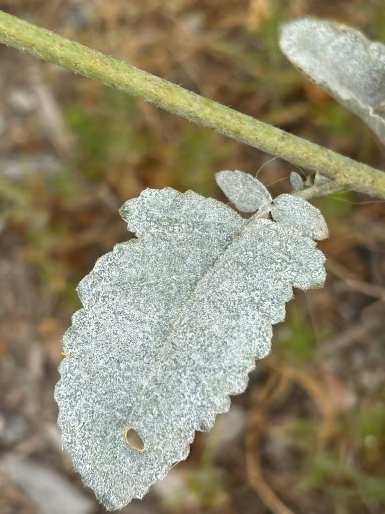 Erysiphe radulescui, photo 2 sur 5