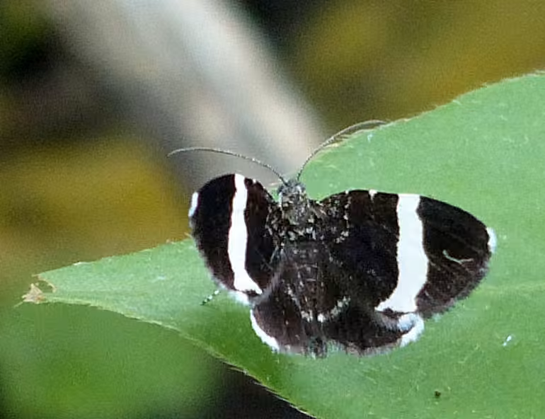 White-striped Black, photo 3 sur 5