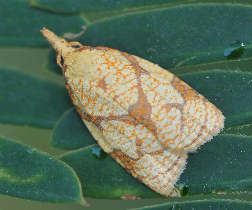 Reticulated Fruitworm Moth