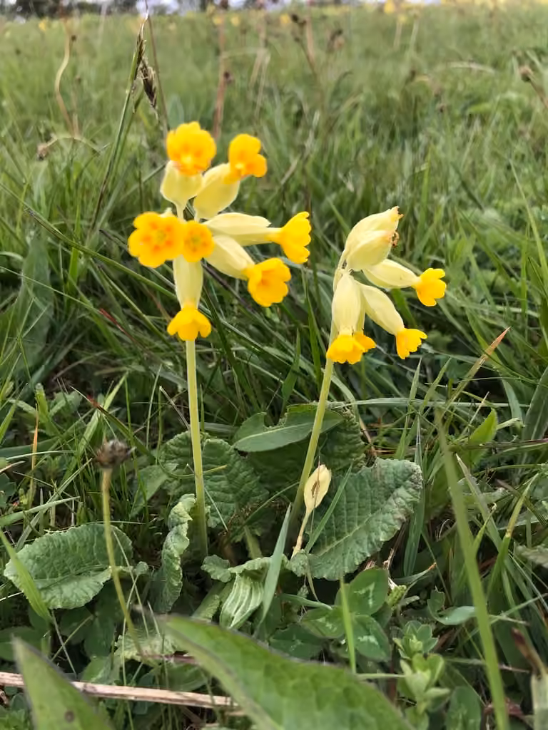Primevère officinale, En fleurs