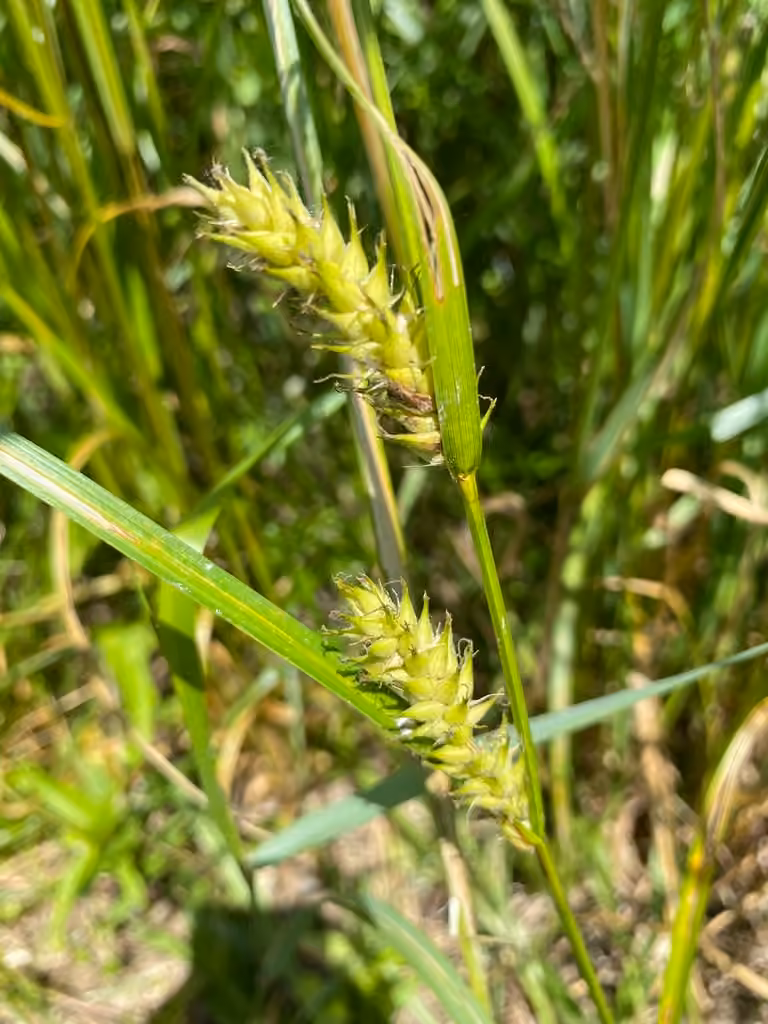 Carex à fruits velus, En fleurs