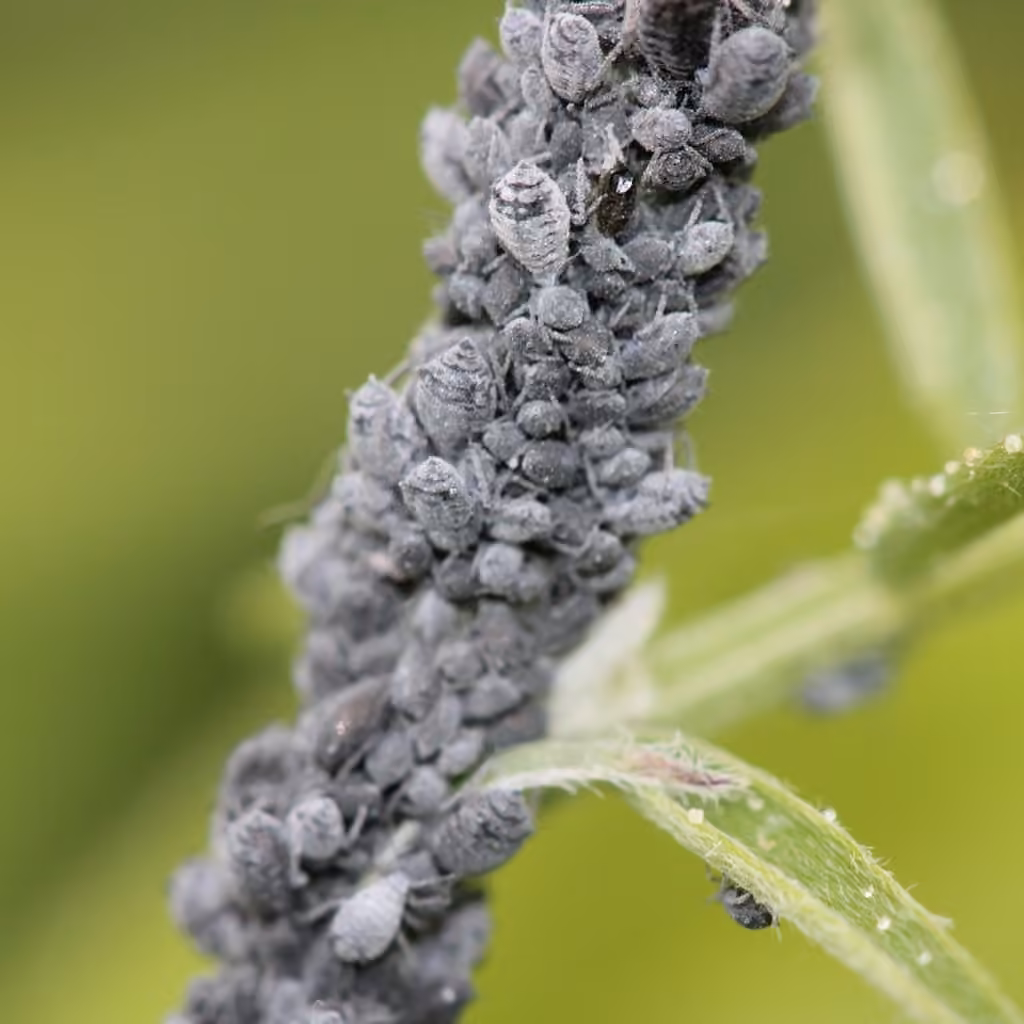 Tufted Vetch Aphid, photo 3 sur 5