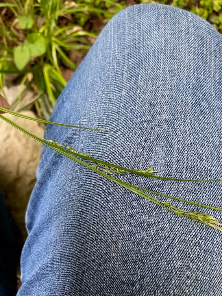 Carex comprimé, En fruits