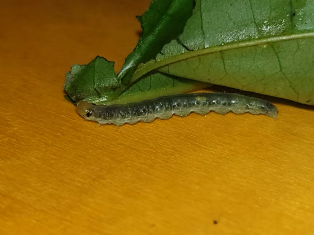 Omnivorous Leafroller, Caterpillar