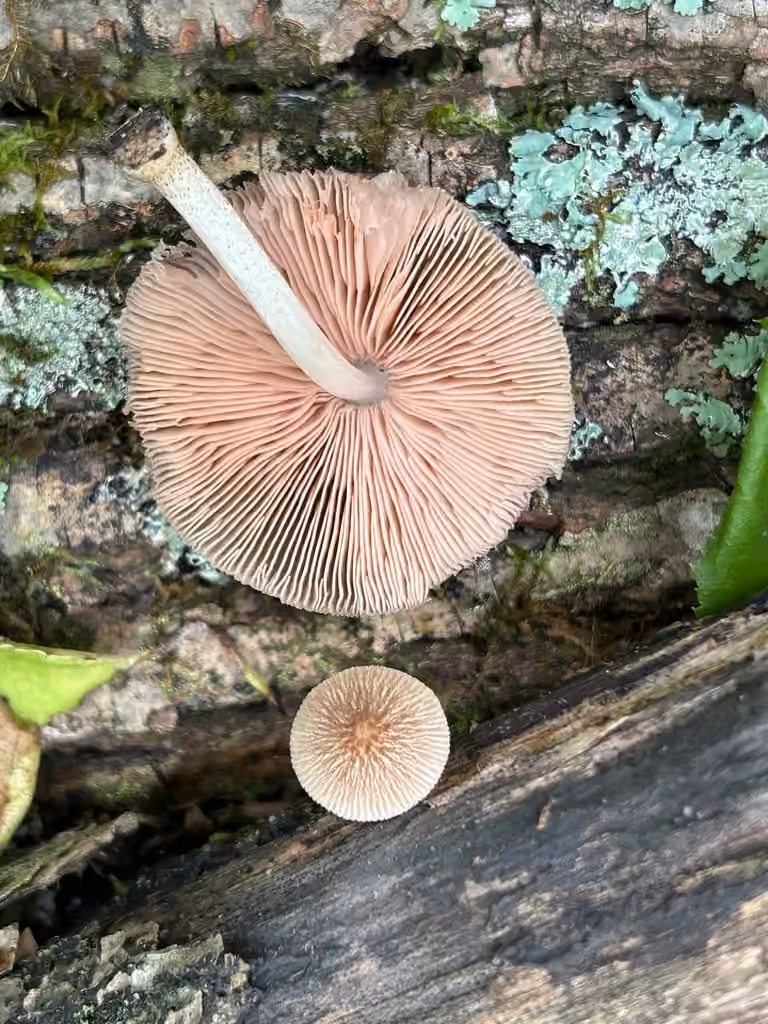 Pluteus deceptivus, photo 2 of 5