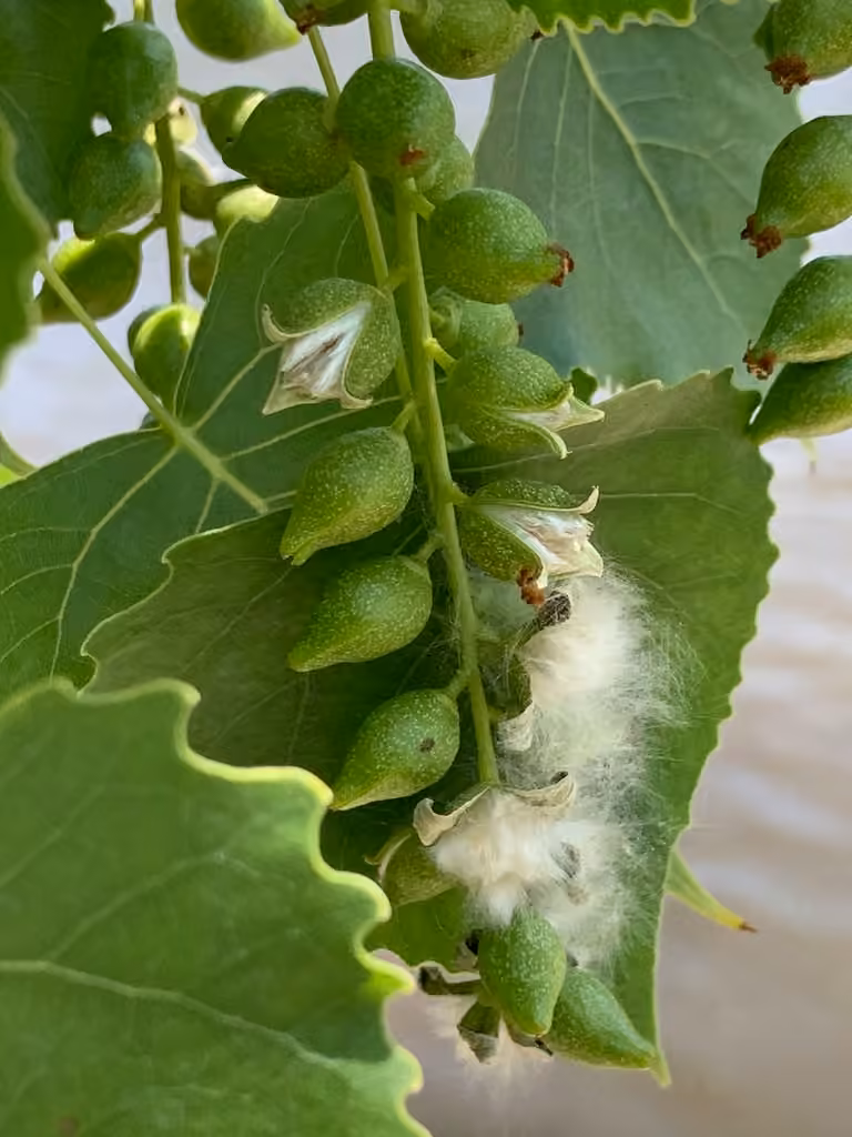 Peuplier deltoïde, En fruits