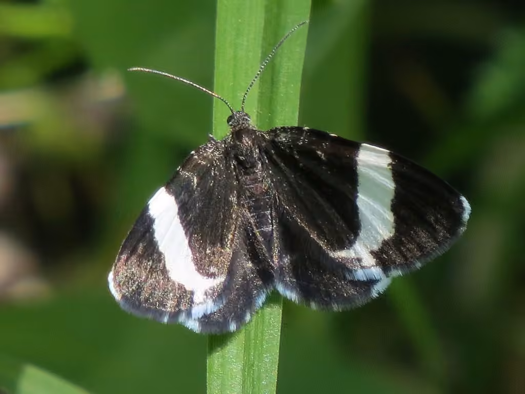 White-striped Black, photo 2 sur 5