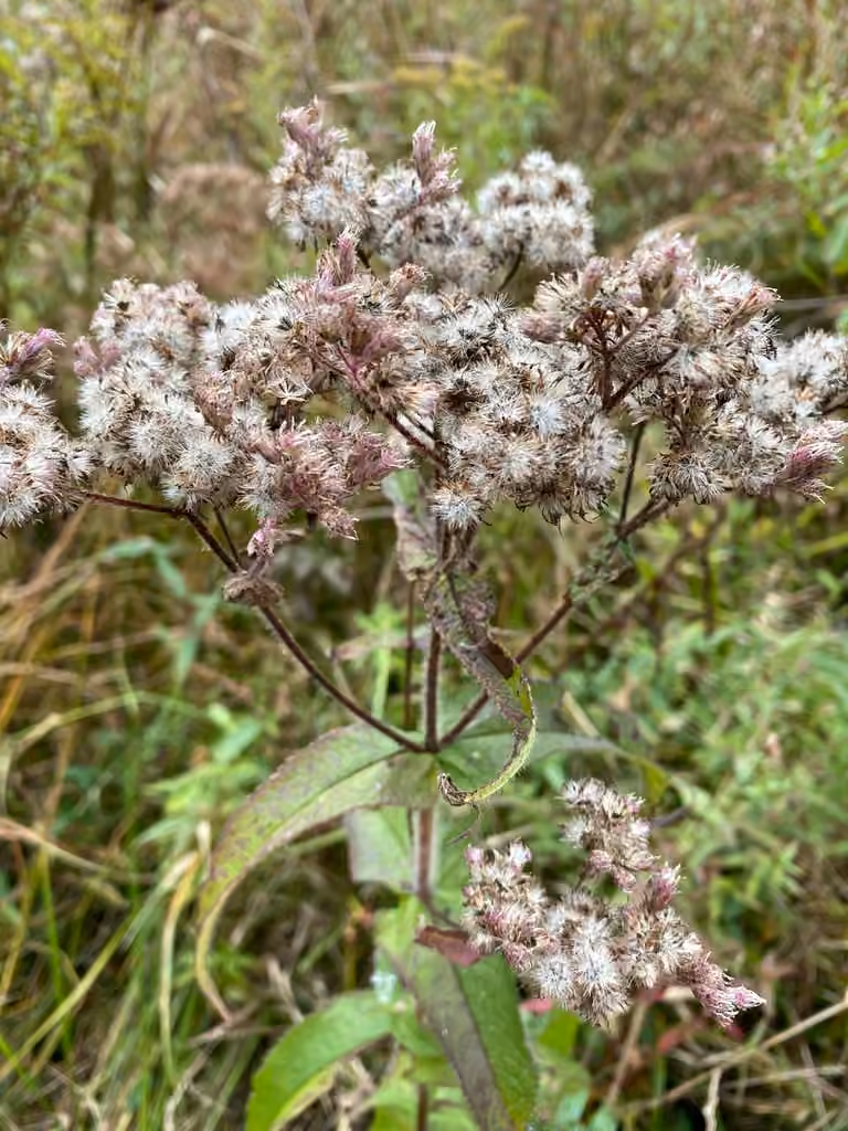 Boneset, In fruit