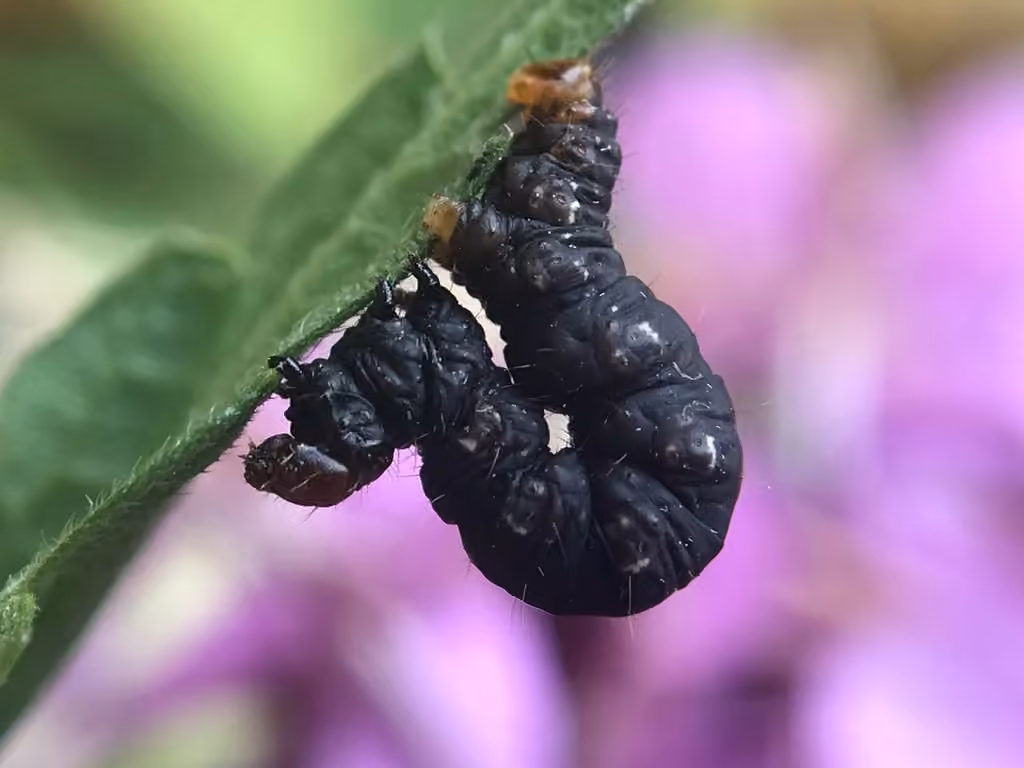 Géomètre noir du bouleau, Chenille