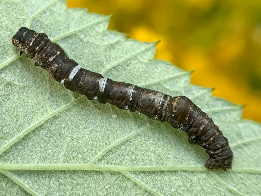 Lemon Plagodis Moth, Chenille