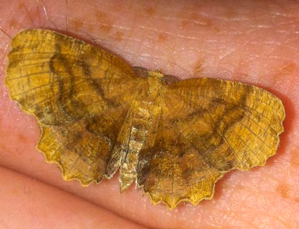 Scallop Moth