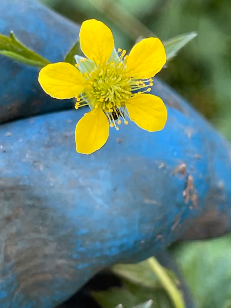 Herb bennet, In flower