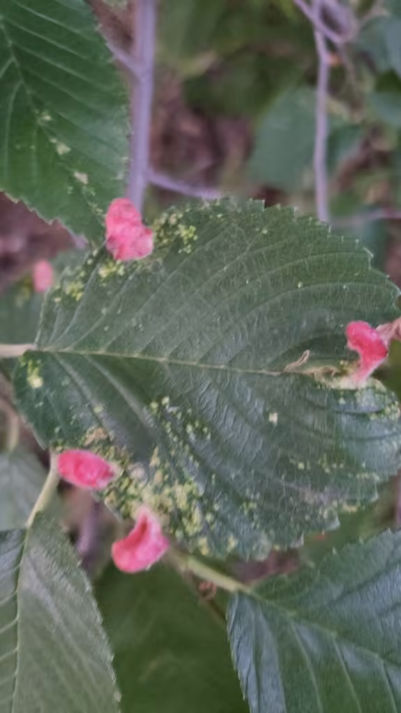 Elm Sack Gall Aphid, Gall