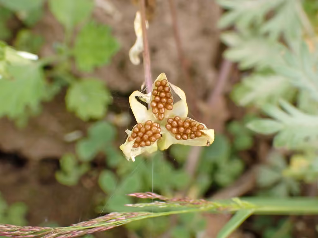 European field pansy, In fruit